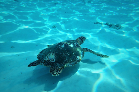 From Phuket/Khaolak: Similan Islands Early Bird Day TripPickup from Khao Lak