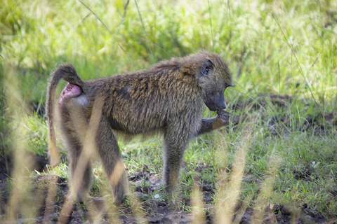 Arusha National Park: Day Trip with Walking Safari & Canoe Shared Day Trip Transfer & Game Drive (Fees Excluded)