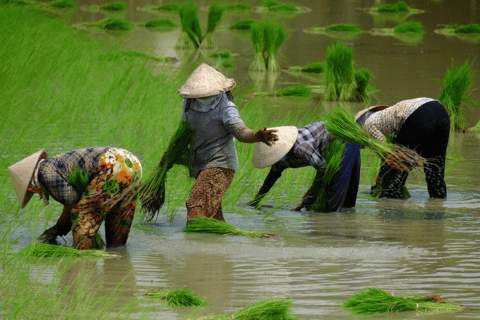 Z Ho Chi Minh City: całodniowa wycieczka po delcie Mekongu