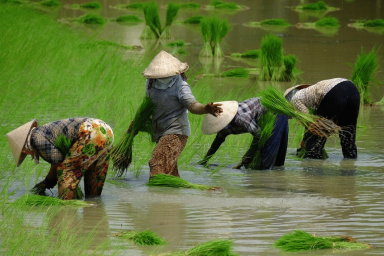 Från Ho Chi Minh-staden: Privat heldagstur till MekongdeltatFrån Ho Chi Minh City: Mekong Delta Full-Day Private Tour