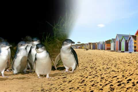 Phillip Island: Small Group Eco Wildlife Tour