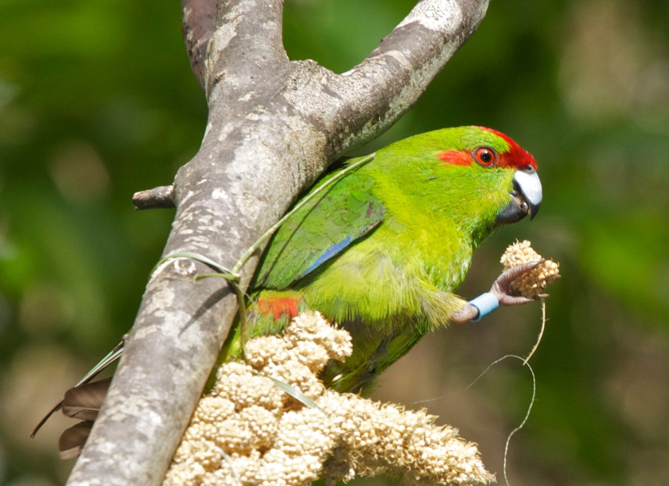 Zealandia på dagstur