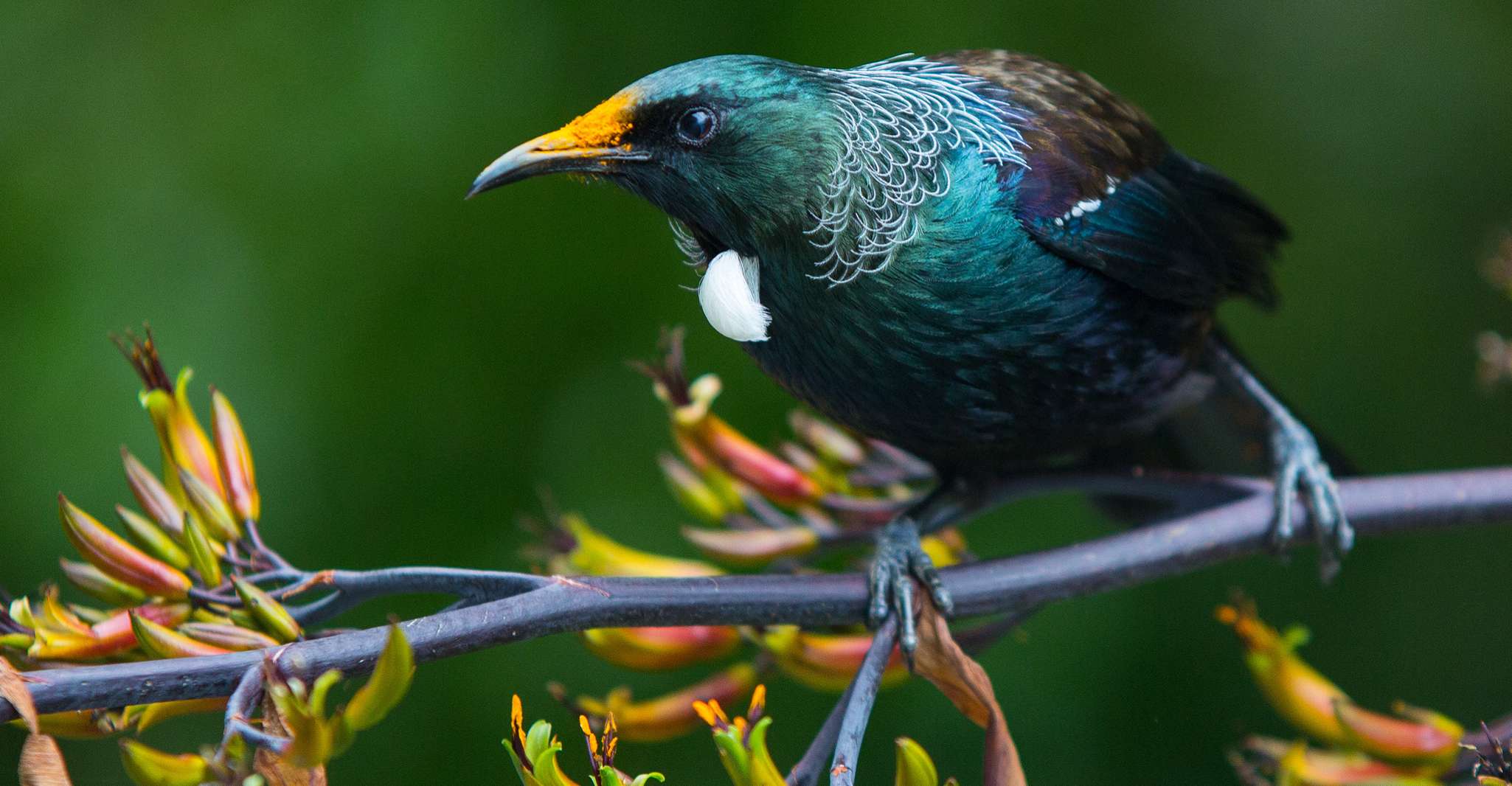 Zealandia by Day Tour - Housity