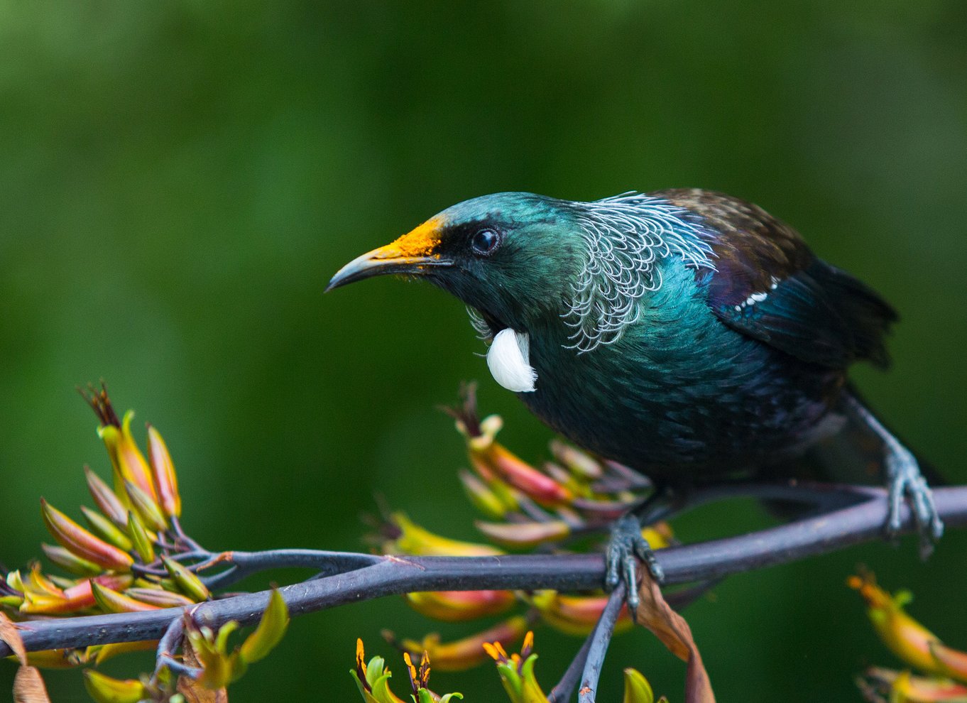 Zealandia på dagstur
