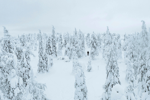 Rovaniemi: Local Guide Riisitunturi National Park Day Trip