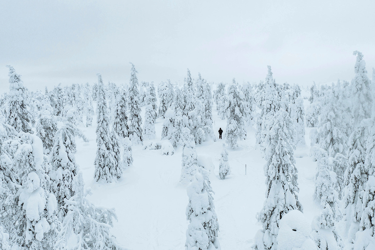 Rovaniemi: Local Guide Riisitunturi National Park Day Trip