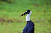 Amazing Full Day Kumana National Park Safari de 5h à 18h - Housity