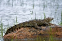 Amazing Full Day Kumana National Park Safari de 5h à 18h - Housity