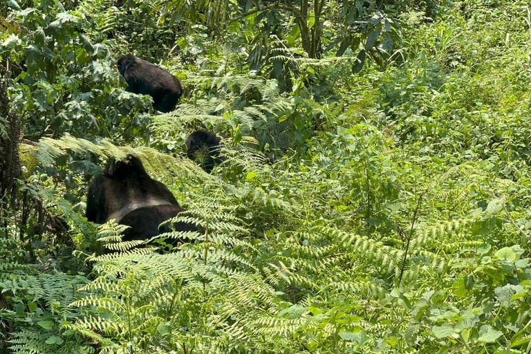 Tour di 7 giorni in Ruanda e Uganda: trekking dei primati e fauna selvatica