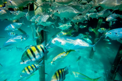 Punta Cana: rejs z nurkowaniem w marinarium