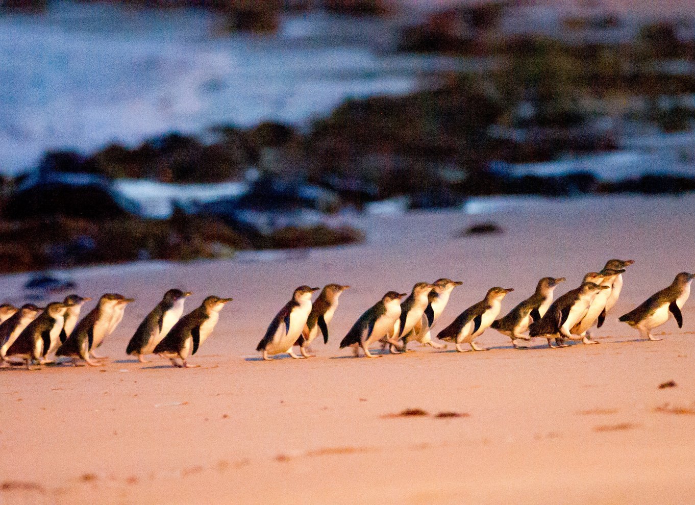 Fra Melbourne: Phillip Island Penguin Parade Eco Tour