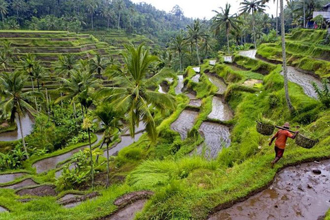 Ubud e Canggu: terrazza di riso, cascata e spiaggia neraTour con guida in inglese