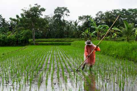 Ubud och Canggu: Risterrasser, vattenfall &amp; svart sandstrandTur med guide som talar engelska