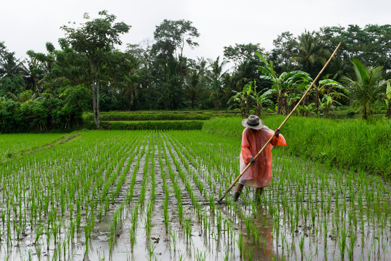 Ubud &amp; Canggu: Rice Terrace, Waterfall &amp; Black Sand BeachTour with English-Speaking Guide