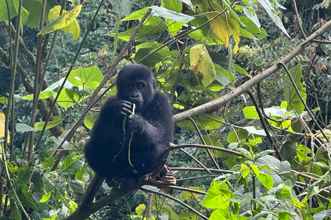 8-tägige Gorilla Trekking Reise durch Ruanda, Uganda und den Kongo (DRC)