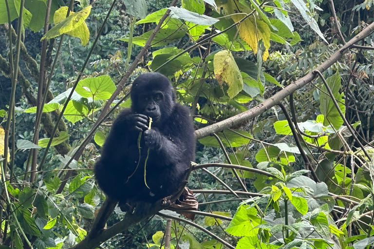 8-tägige Gorilla Trekking Reise durch Ruanda, Uganda und den Kongo (DRC)