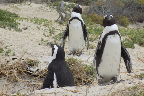 From Cape Town: Cape Point and Boulders Beach Full-Day Tour Tour Excluding Cape Point Park Fee