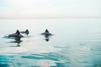 Città del Capo, Marine Life Kayak Tour dal V&A Waterfront - Hizvo