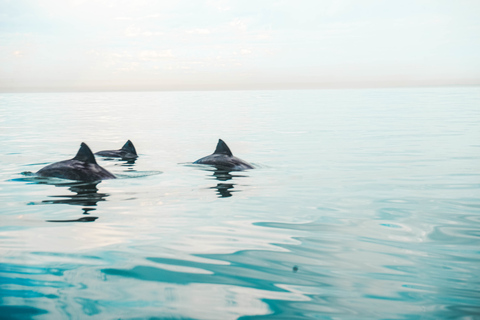 Cape Town: Marine Life Kayak Tour From the V&amp;A WaterfrontKayaking with Dolphins in the Heart of Cape Town