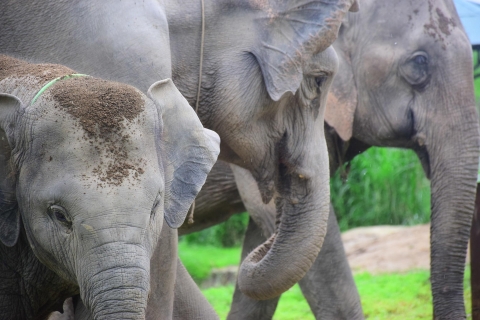 Chiang Mai: cuidado de elefantes en Elephant Retirement ParkCuidado de elefantes medio día, por la tarde