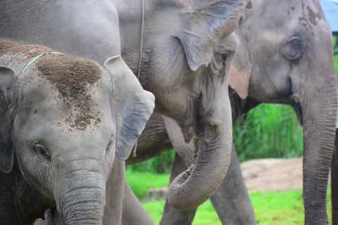Chiang Mai: Elephant Care at Elephant Retirement Park