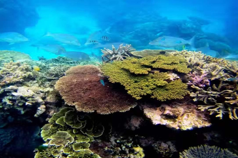 Private: Sosua Bay Snorkeling Tour with Hotel Pickup