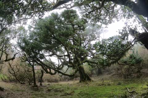 Funchal: Nature Trail Running Tour
