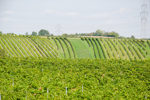 Desde Viena: tour de vino de campo de medio día con comidaTour de vino de medio día por el campo con cena