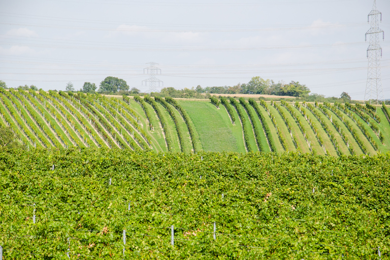 De Viena: excursão de meio dia pelo campo com refeiçãoExcursão de vinho no campo de meio dia com jantar