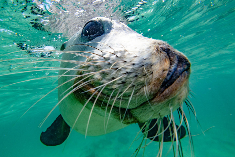 Perth: 2-Day Pinnacles, Sea Lions, and Seafood Tour