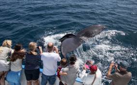 Newport Beach: Year-Round Whale Watching Cruise