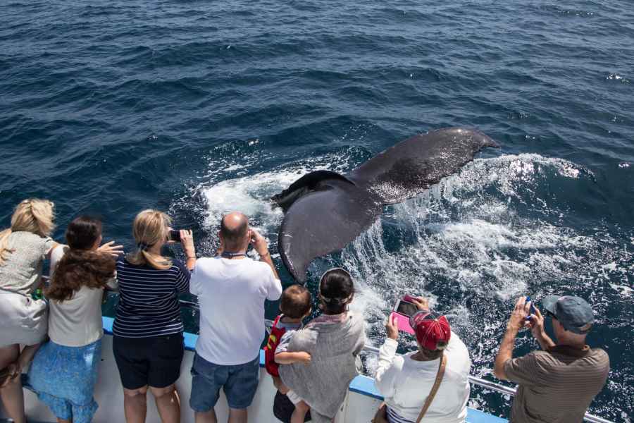 Newport Beach: Ganzjährige Whale Watching-Bootsfahrt. Foto: GetYourGuide