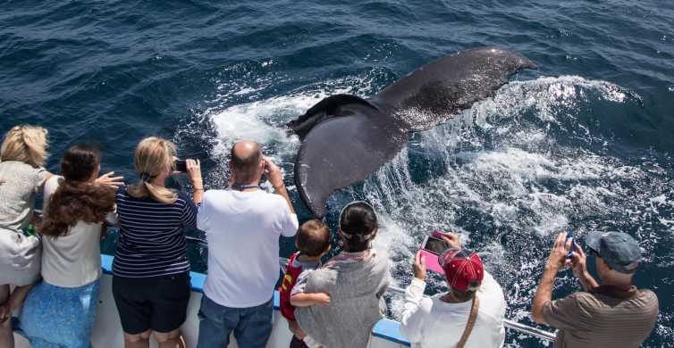 Newport Beach: Ganzjährige Whale Watching-Bootsfahrt