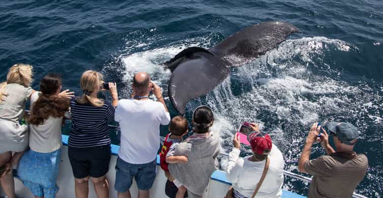 Newport Beach: Ganzjährige Whale Watching-Bootsfahrt