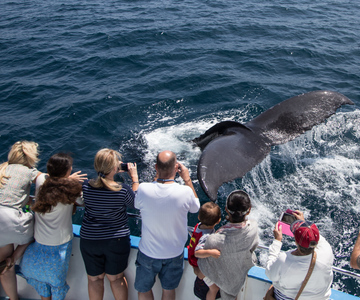 Newport Beach: crucero de avistamiento de ballenas durante todo el año