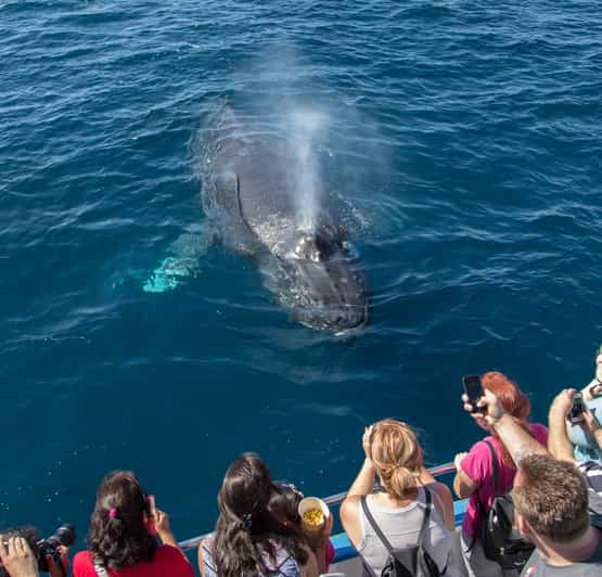 Newport Beach: Year-Round Whale Watching Cruise | GetYourGuide