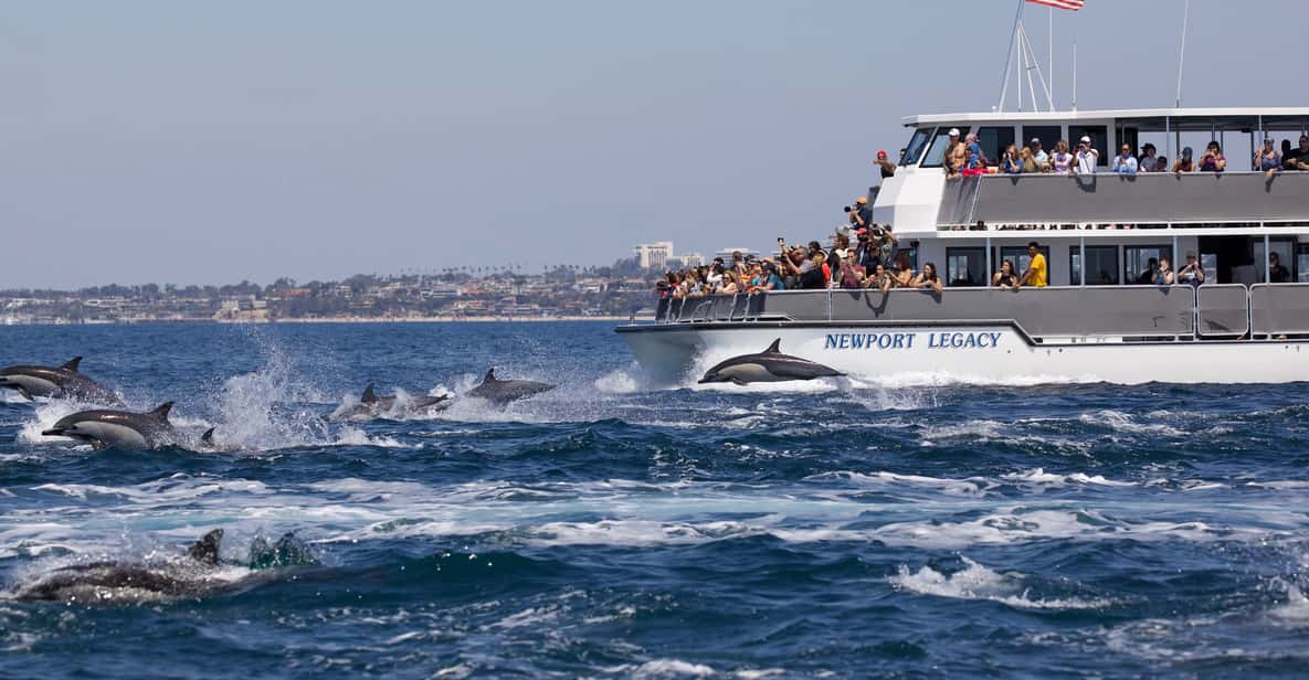Newport Beach: Year-Round Whale Watching Cruise