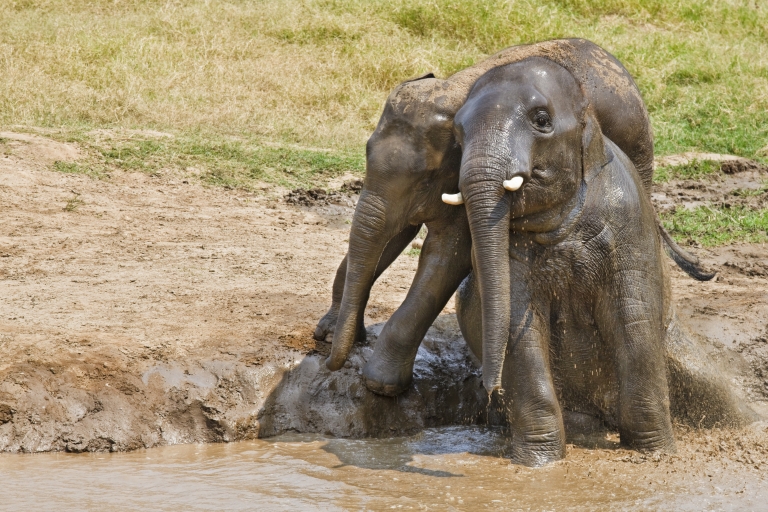 Von Bangkok aus: Erawan Park & Elefantenfütterung Private TourTour mit englischsprachigem Guide