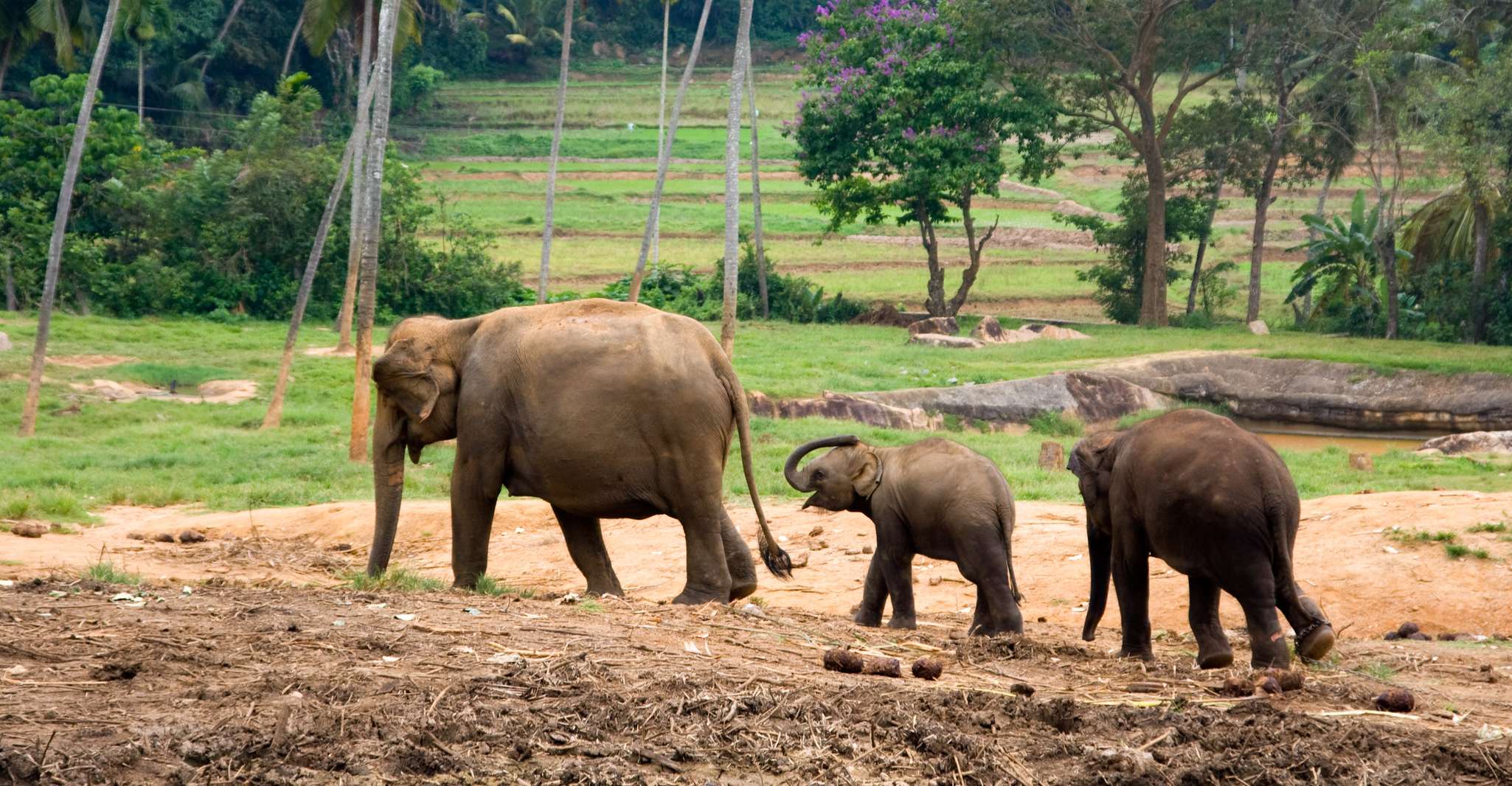 Da Bangkok, Eragan Park & Elephant Alimentazione Tour Privato - Hizvo