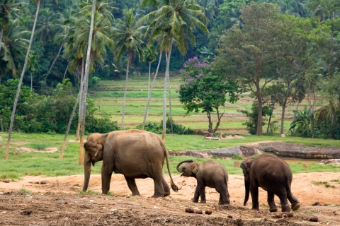Desde Bangkok: Excursión Privada al Parque de Erawan y Alimentación de ElefantesExcursión con guía de habla inglesa