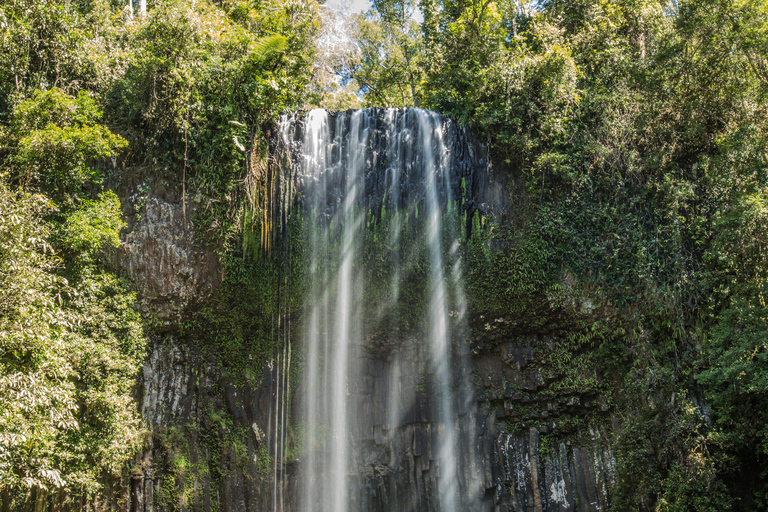 Excursão de 2 dias a Atherton Tablelands, Mossman Gorge e DaintreeAtherton Tablelands, Mossman Gorge e Daintree Tour