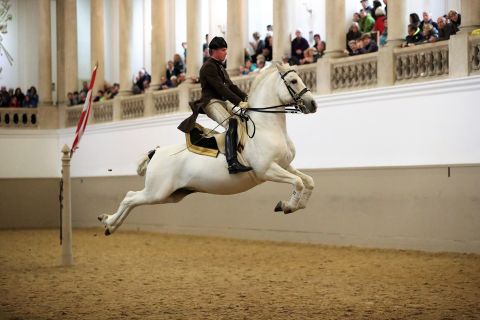 Испанская школа верховой езды: шоу липицианских лошадей