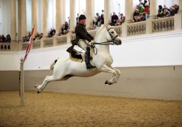 Quoi faire à Vienne - Spectacle de lipizzans à l'École espagnole d'équitation