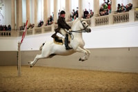 Rendimiento de los lipizzans en la escuela de equitación española - Housity
