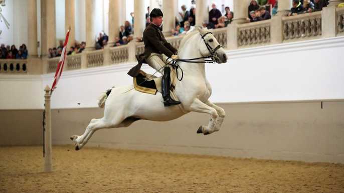Escuela Española de Equitación: espectáculo de lipizzanos