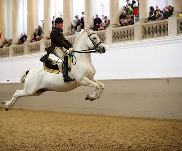 Aufführung der Lipizzaner an der Spanischen Hofreitschule