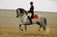 Rendimiento de los lipizzans en la escuela de equitación española - Housity