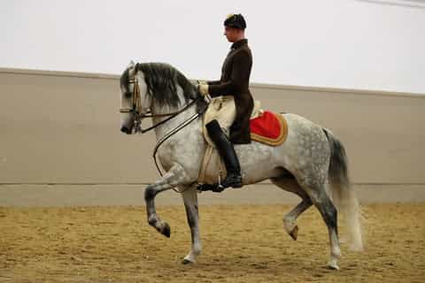 Performance Of The Lipizzans At Spanish Riding School