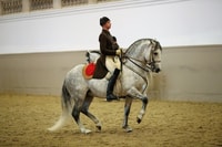 Rendimiento de los lipizzans en la escuela de equitación española - Housity