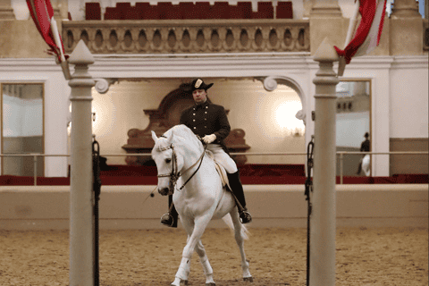 Performance Of The Lipizzans At Spanish Riding School